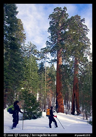 Skiers pause near the characteristic Clothespin tree, Mariposa Grove. Yosemite National Park, California