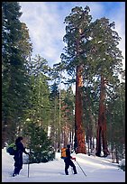 Skiers pause near the characteristic Clothespin tree, Mariposa Grove. Yosemite National Park, California ( color)