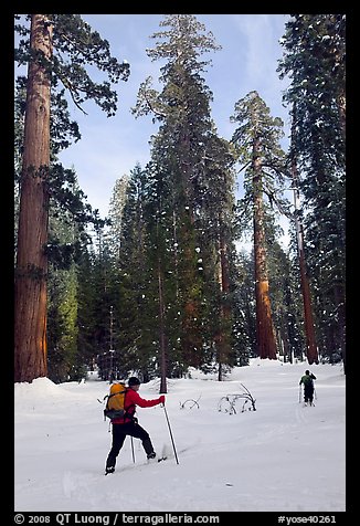 Cross-country skiing in the remote Upper Mariposa Grove. Yosemite National Park, California
