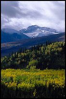 Aspens in yellow  fall colors and Panorama Range, Riley Creek drainage. Denali National Park, Alaska, USA.
