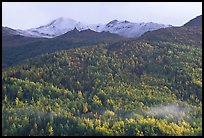 Hillside with aspens in fall colors. Denali National Park, Alaska, USA.