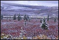 Dusting of snow on the tundra and spruce trees near Savage River. Denali National Park, Alaska, USA. (color)