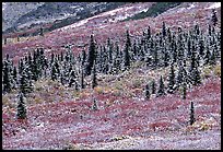 Spruce trees and tundra covered by fresh snow, near Savage River. Denali National Park, Alaska, USA. (color)