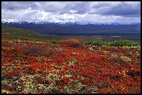 Tundra and Alaska Range near Wonder Lake. Denali National Park, Alaska, USA. (color)