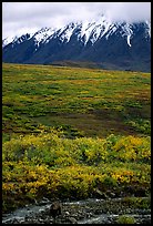 Grizzly bear and Alaska range. Denali National Park, Alaska, USA. (color)