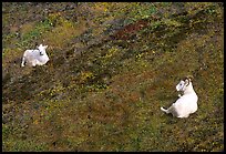 Two Dall sheep. Denali National Park, Alaska, USA. (color)