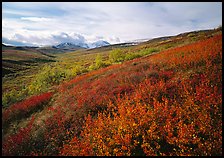 Red bushes on hillside, and cloud-capped mountains. Denali National Park, Alaska, USA. (color)