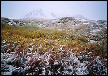 Fresh dusting of snow, mountains in fog. Denali National Park ( color)