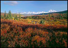 Tundra in autumn colors and snowy mountains of Alaska Range. Denali National Park, Alaska, USA.