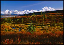 Tundra and Mt McKinley range, late afternoon light. Denali  National Park ( color)
