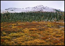 Tundra, spruce trees, and mountains with fresh snow in fall. Denali National Park, Alaska, USA.