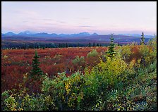 Autumn bushes, tundra, and Alaska range at dusk. Denali National Park, Alaska, USA.