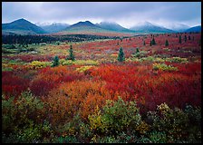 Mosaic of colors on tundra and lower peaks in stormy weather. Denali National Park, Alaska, USA.