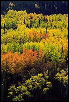 Aspens in yellow fall foliage amongst conifers, Riley Creek drainage. Denali National Park, Alaska, USA.