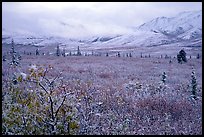 Fresh snow on berry plants near Savage River. Denali National Park, Alaska, USA. (color)