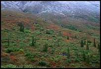 Tundra and spruce trees on mountain side below snow line. Gates of the Arctic National Park ( color)