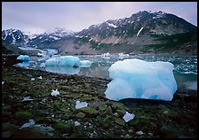 Icebergs and algae-covered rocks, Mc Bride inlet. Glacier Bay National Park, Alaska, USA.