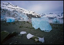 Translucent icebergs at the base of Lamplugh Glacier, morning. Glacier Bay National Park ( color)