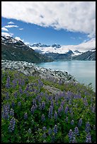 Lupine, Lamplugh glacier, and the Bay seen from a high point. Glacier Bay National Park, Alaska, USA.