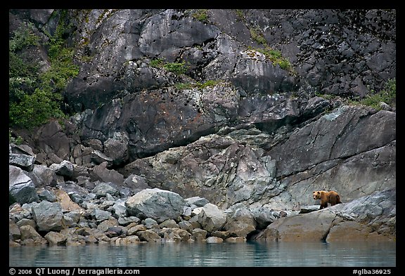 Grizzly bear on rocks by the water. Glacier Bay National Park (color)