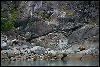 Grizzly bear on rocks by the water. Glacier Bay National Park, Alaska, USA. (color)