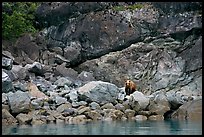 Grizzly bear and boulders by the water. Glacier Bay National Park, Alaska, USA. (color)