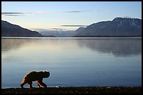 Alaskan Brown bear (Ursus arctos) on the shore of Naknek lake. Katmai National Park, Alaska, USA.