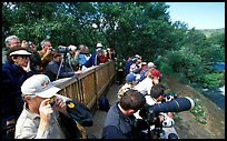 Photographers at the Brooks falls obervation platform. Katmai National Park ( color)