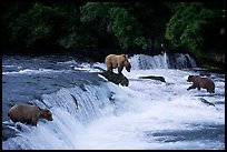 Overview of Brown bears fishing at the Brooks falls. Katmai National Park, Alaska, USA. (color)