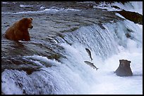 Salmon leaping and Brown bears fishing at the Brooks falls. Katmai National Park ( color)