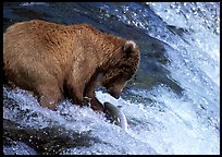 Brown bear (Ursus arctos) catching leaping salmon at Brooks falls. Katmai National Park, Alaska, USA. (color)