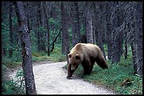 Brown bears encounters on trail are frequent at Brooks camp. Katmai National Park ( color)