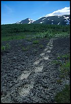 Big bear tracks in the ash, Valley of Ten Thousand smokes. Katmai National Park, Alaska, USA. (color)