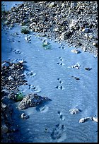 Close-up of animal tracks in fine ash, Valley of Ten Thousand smokes. Katmai National Park ( color)