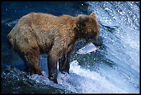 Brown bear holding in mounth  salmon at Brooks falls. Katmai National Park, Alaska, USA. (color)