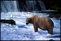 Brown bear and bird at the base of Brooks falls. Katmai National Park, Alaska, USA.