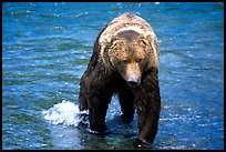 Alaskan Brown bear in the Brooks river. Katmai National Park ( color)