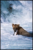 Alaskan Brown bear (scientific name: ursus arctos) chewing salmon at the base of Brooks falls. Katmai National Park, Alaska, USA.