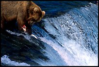Brown bear (Ursus arctos) holding salmon with leg at Brooks falls. Katmai National Park, Alaska, USA.