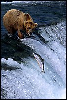 Brown bear watching a salmon jumping out of catching range at Brooks falls. Katmai National Park ( color)
