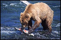 Brown bear (scientific name: ursus arctos) eating salmon at Brooks falls. Katmai National Park ( color)