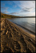 Naknek Lake shore with huge bear footprints. Katmai National Park ( color)