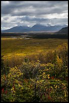 Dappled light over autumn tundra and mountains. Katmai National Park ( color)