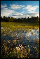 Grasses and pond, Brooks Camp. Katmai National Park ( color)