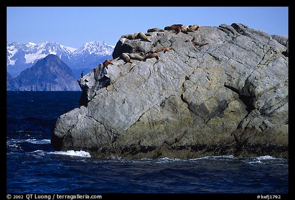 Rock with cormorant and sea lions in Aialik Bay. Kenai Fjords National Park (color)