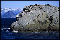 Rock with cormorant and sea lions in Aialik Bay. Kenai Fjords National Park, Alaska, USA.