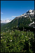 Wildflowers and peak. Kenai Fjords National Park, Alaska, USA.