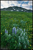 Lupine, buttercups, and rocky ridge. Kenai Fjords National Park, Alaska, USA.