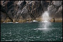 Whale spouting. Kenai Fjords National Park, Alaska, USA. (color)