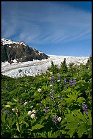 Wildflowers and Exit Glacier. Kenai Fjords National Park, Alaska, USA.